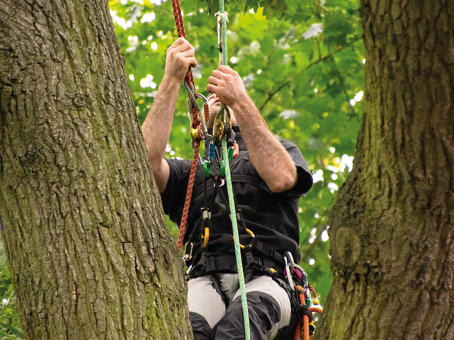 Arboricultural Association Tworope working an update